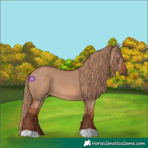 Horse Color:Red Dun 
