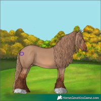Horse Color:Red Dun 