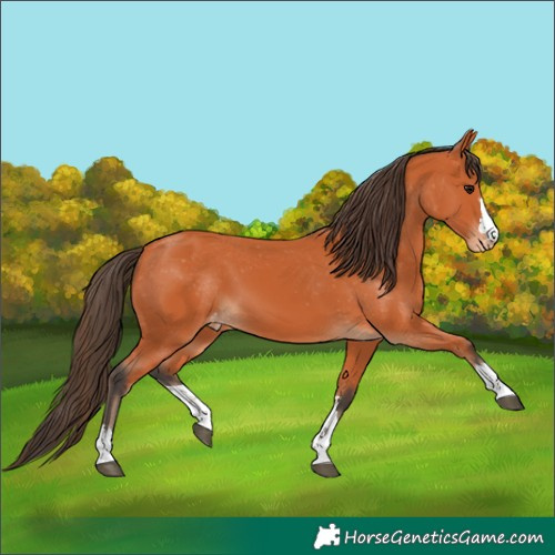 Horse Color:Bay Varnish 