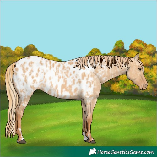 Horse Color:Red Dun Near Leopard  and Red Dun Near Leopard 