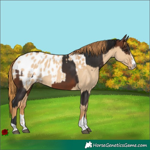 Horse Color:Bay Tobiano and Red Dun Blanket
