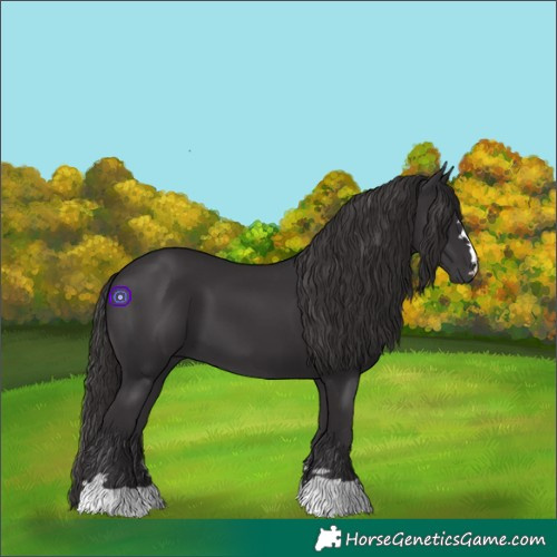 Horse Color:Smoky Black 