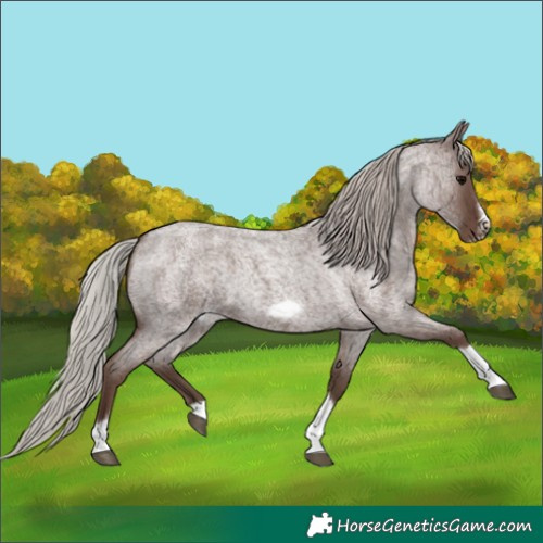 Horse Color:Silver Blue Roan Tobiano Frame 