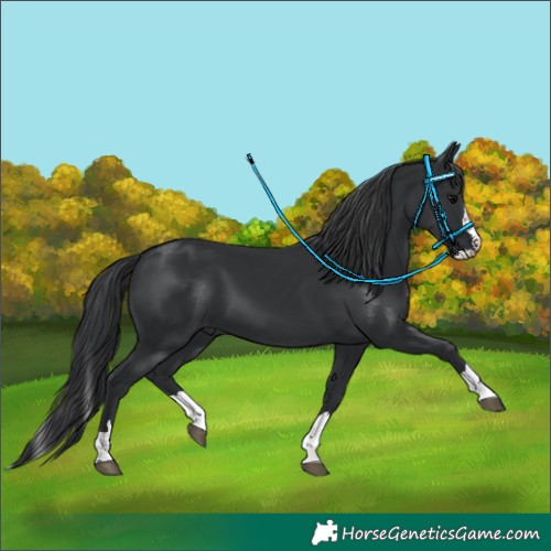 Horse Color:Black Splash 