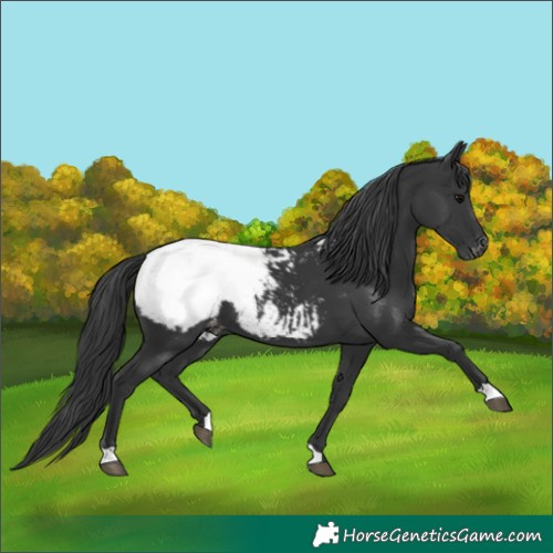 Horse Color:Black Appaloosa