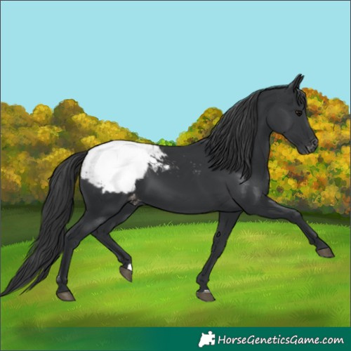 Horse Color:Black Appaloosa