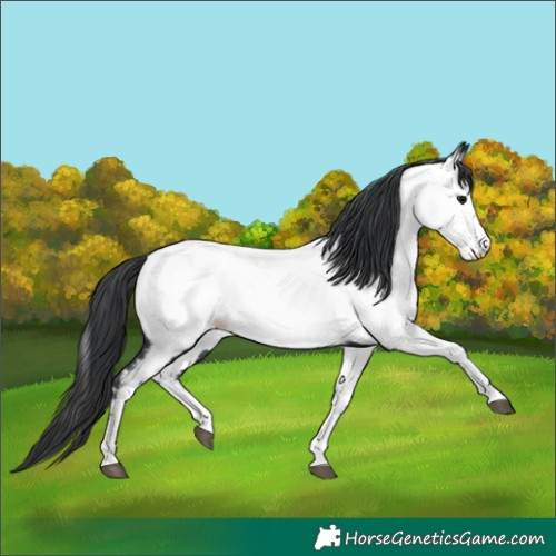 Horse Color:Black Appaloosa 