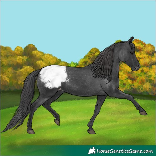 Horse Color:Black Snowcap 