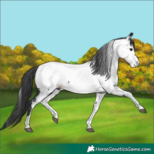 Horse Color:Black Fewspot