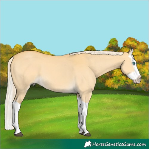 Horse Color:Palomino Dun Splash 