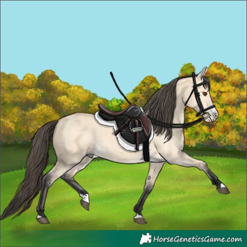 Horse Color:Buckskin Dun Splash