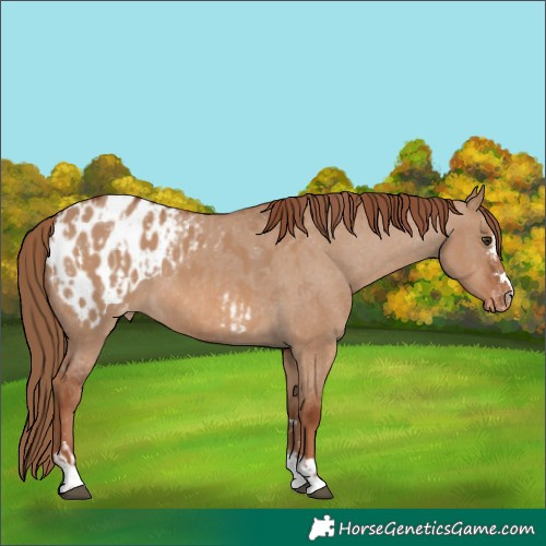 Horse Color:Red Dun Blanket and Red Dun Blanket