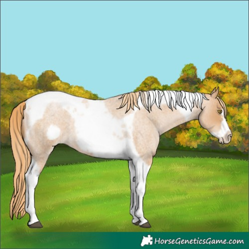 Horse Color:Red Roan Pearl Tobiano Frame 