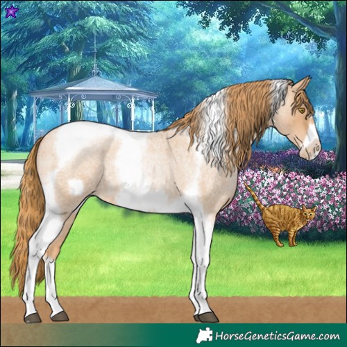 Horse Color:Red Roan Pearl Tobiano Frame 