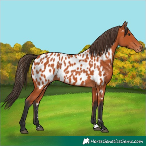 Horse Color:Bay Near Leopard