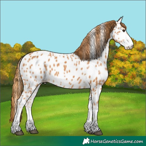 Horse Color:Chestnut Appaloosa 