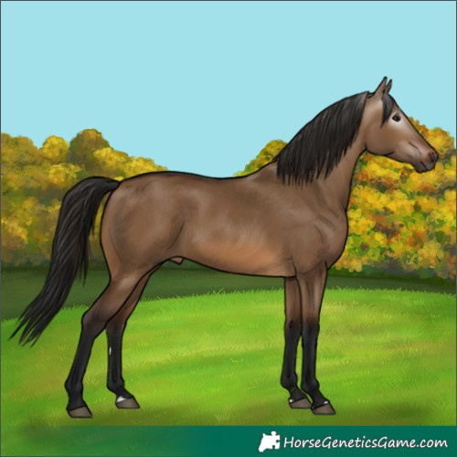 Horse Color:Gray Bay Dun