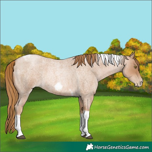 Horse Color:Red Roan Pearl Tobiano Frame