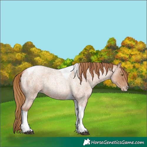 Horse Color:Red Roan Pearl Tobiano Frame 