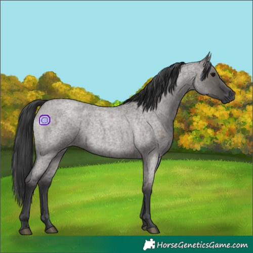 Horse Color:Grullo Roan 
