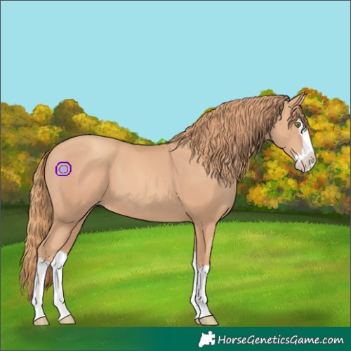 Horse Color:Gold Champagne Splash 