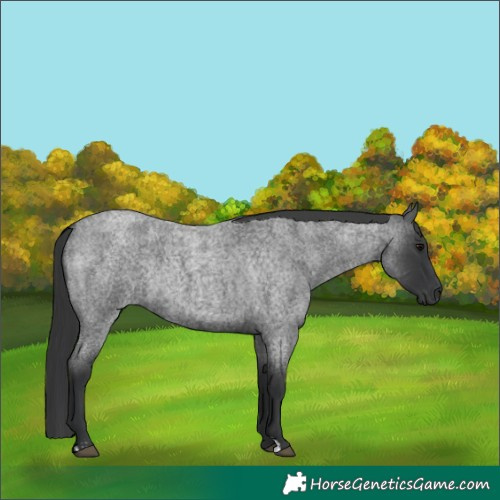 Horse Color:Blue Roan and Blue Roan Rabicano
