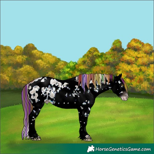 Horse Color:Gray Painted White Spotted Gold Champagne Dun Sabino Splash Near Leopard Rabicano