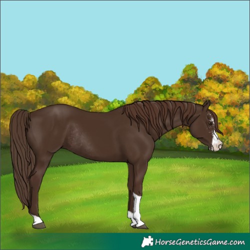 Horse Color:Liver Chestnut Sabino Tobiano Rabicano 