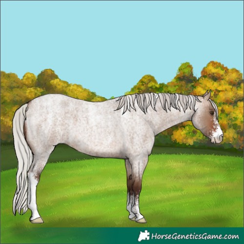 Horse Color:Powder White Silver Brown Roan Dun