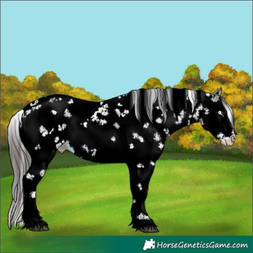 Horse Color:Brown Sabino Varnish Rabicano