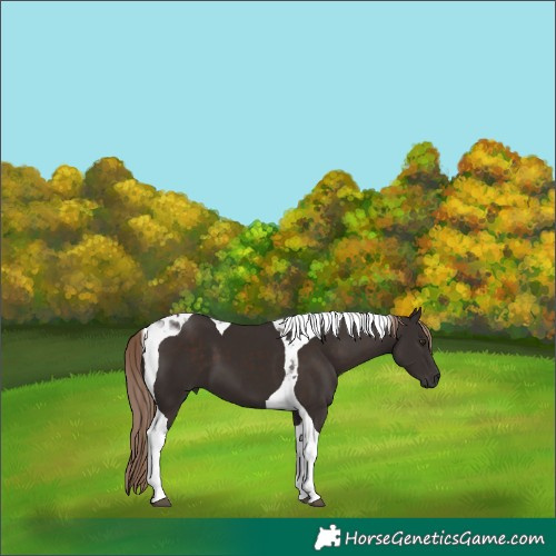 Horse Color:Liver Chestnut Tobiano 