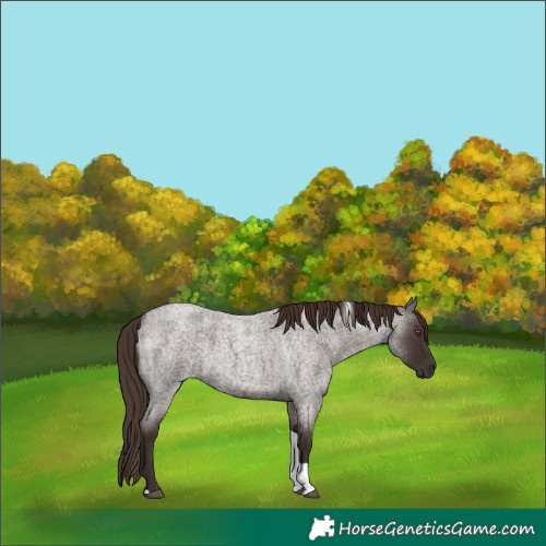 Horse Color:Liver Red Roan Tobiano Rabicano