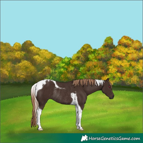Horse Color:Liver Chestnut Tobiano Rabicano