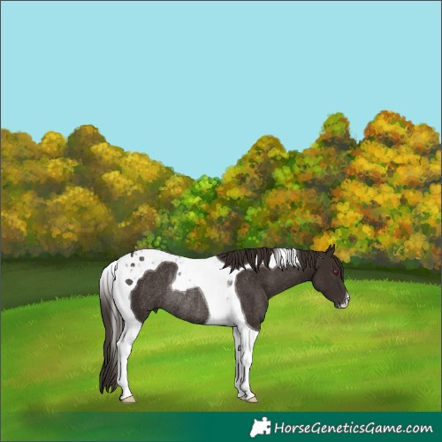 Horse Color:Liver Chestnut Tobiano Rabicano