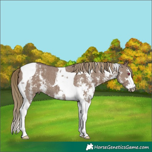 Horse Color:Liver Red Dun Sabino Tobiano