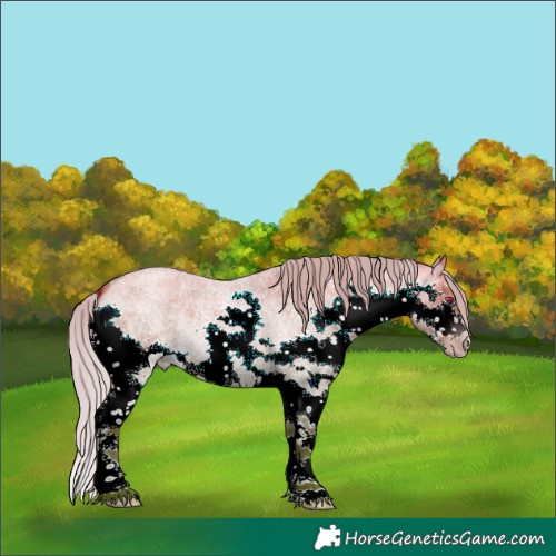 Horse Color:Gray Silver Sable Champagne Roan Dun Splash