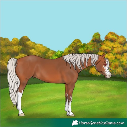 Horse Color:White Spotted Silver Bay