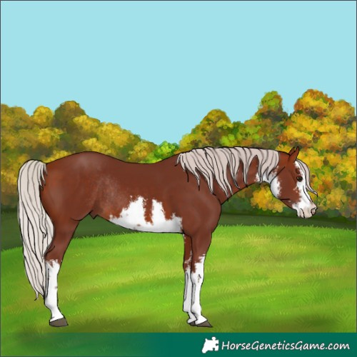 Horse Color:White Spotted Chocolate Silver Bay Rabicano