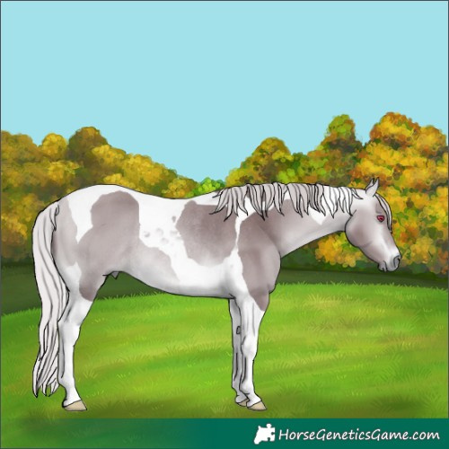 Horse Color:Chocolate Silver Bay Chinchilla Tobiano Rabicano 