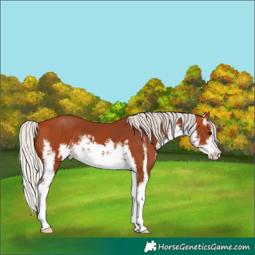 Horse Color:White Spotted Silver Bay