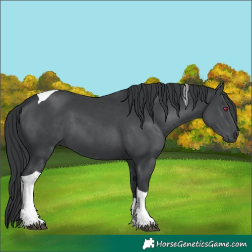 Horse Color:Black Chinchilla Tobiano 
