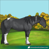 Horse Color:Black Chinchilla Tobiano
