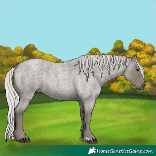Horse Color:Unknown 