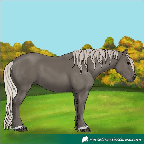 Horse Color:Unknown 