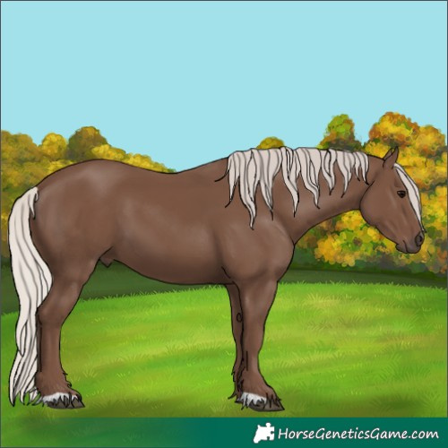 Horse Color:Unknown 
