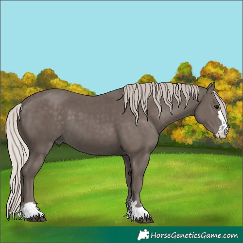 Horse Color:Unknown 