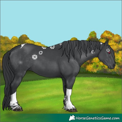 Horse Color:Black Chinchilla Tobiano