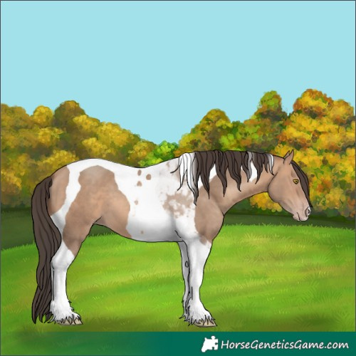 Horse Color:Amber Champagne Tobiano