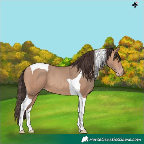Horse Color:Amber Champagne Tobiano 