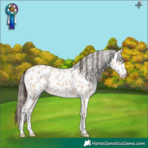 Horse Color:Amber Champagne Leopard 